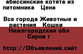 абиссинские котята из питомника › Цена ­ 15 000 - Все города Животные и растения » Кошки   . Нижегородская обл.,Саров г.